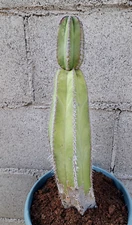 Pachycereus Marginatus Mecican Fence Columnar Cactus Plant 14H