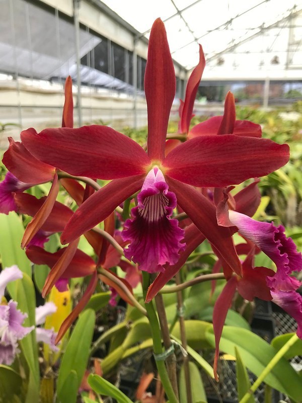 DO  - Cattleya Zip (tenebrosa x milleri), Orchid, rare & spectacular!