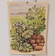 Ukrainian Folk Poster 1986 - Soviet USSR - Potatoes - Interior Design Wall Art
