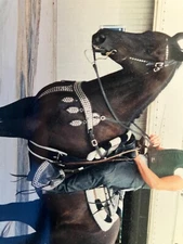 Western saddle, bridle, show saddle bear valley,slightly Used, complete with Pad