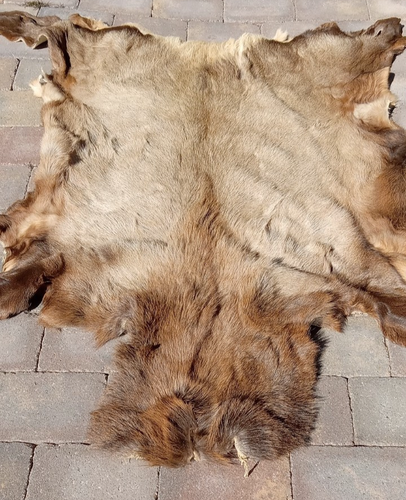 Nice Elk Hide - Tanned W/Hair On - Approx 62”X48” Cabin Ranch Decor