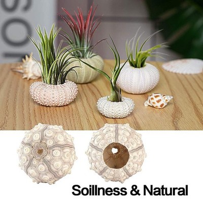 Hot 5-Piece Set Conch Shell Planters Decorative Hanging Air Plant Baskets |  eBay