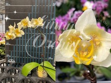 Taiwan Orchidee Phalaenopsis SF446 Phal. Sunni Mayo´s Honor, pelor /warm Versand