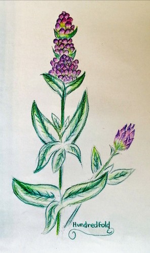 Hyssop 500 Herb Seeds Hyssopus officinalis Aromatic Healing Perennial Flower - Picture 5 of 5
