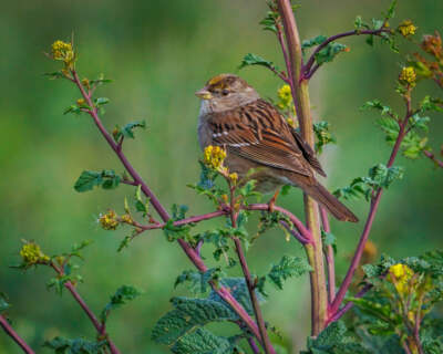 Gold-Crowned Sparrow by Joseph Fisher Fine Art Print Wildlife Bird Nature 13x19