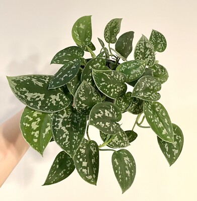 Silver Ann Rare Pothos Scindapsus Pictus Hybrid 2 Cuttings - 2 Leaves 2  Nodes | eBay