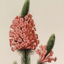 P. J. Redoute Flowers Bruyere Botanical Art Print Book Plate 37