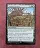 MTG Lorwyn Eclipsed Rare SAPLING NURSERY NM