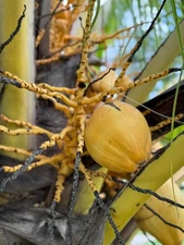 Digital Image Photo Wallpaper Background Desktop Wild Coconuts! Only $0.99 Cent!