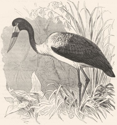 SENEGAL. Stelzenwanderer. Storch. Jabiru um 1870 altes antikes Vintage Druckbild