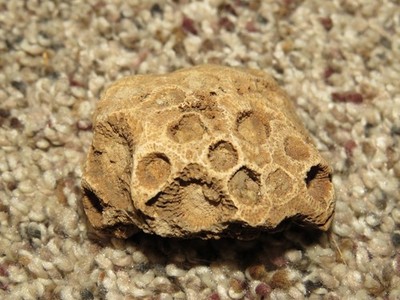 fossils cural rocks