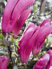 Magnolia Susan Large Plant 3l Pot Purple Flowers. Hardy Plant
