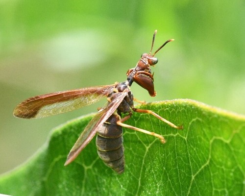 NATURES BOTANICAL Creme 50gm 100gm 260gm Natural Insect Repellant Essential Oil - Picture 5 of 17