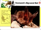 Dr Jim Stamps Maximum Card Pollination Bat Cactus Flower 41C Fdc