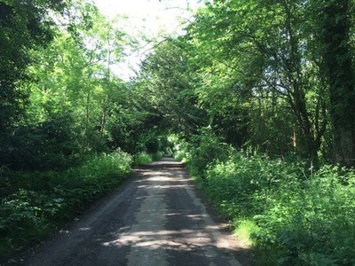 Photo A2 Track on the edge of Headley Heath Box Hill/TQ1951  c2015