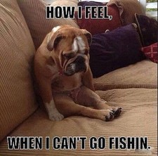 Funny Bulldog fishing  magnet 3 1/2 X 3 1/2 "