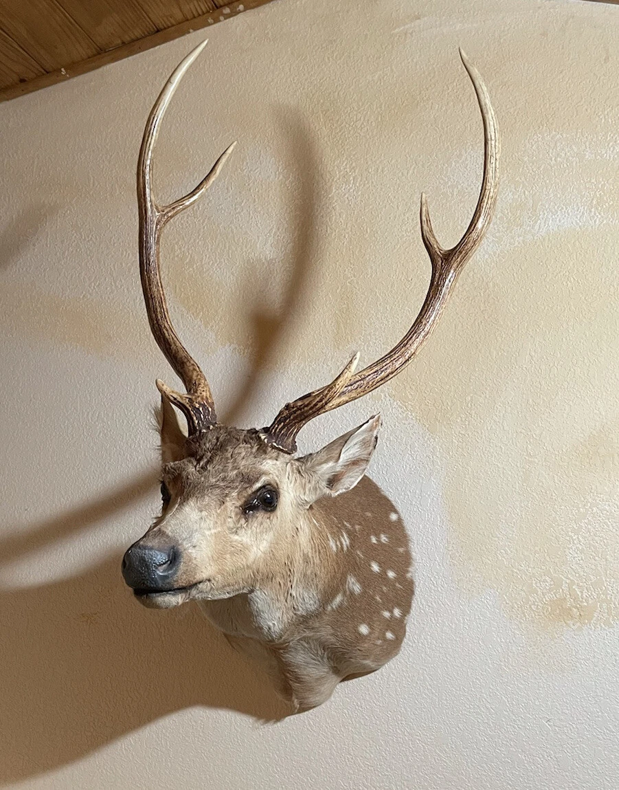 Beautiful Axis Deer Taxidermy Wall Mount Quality 50X30X30