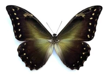 Morphidae Morpho hercules FEMALE from Brazil - #4316