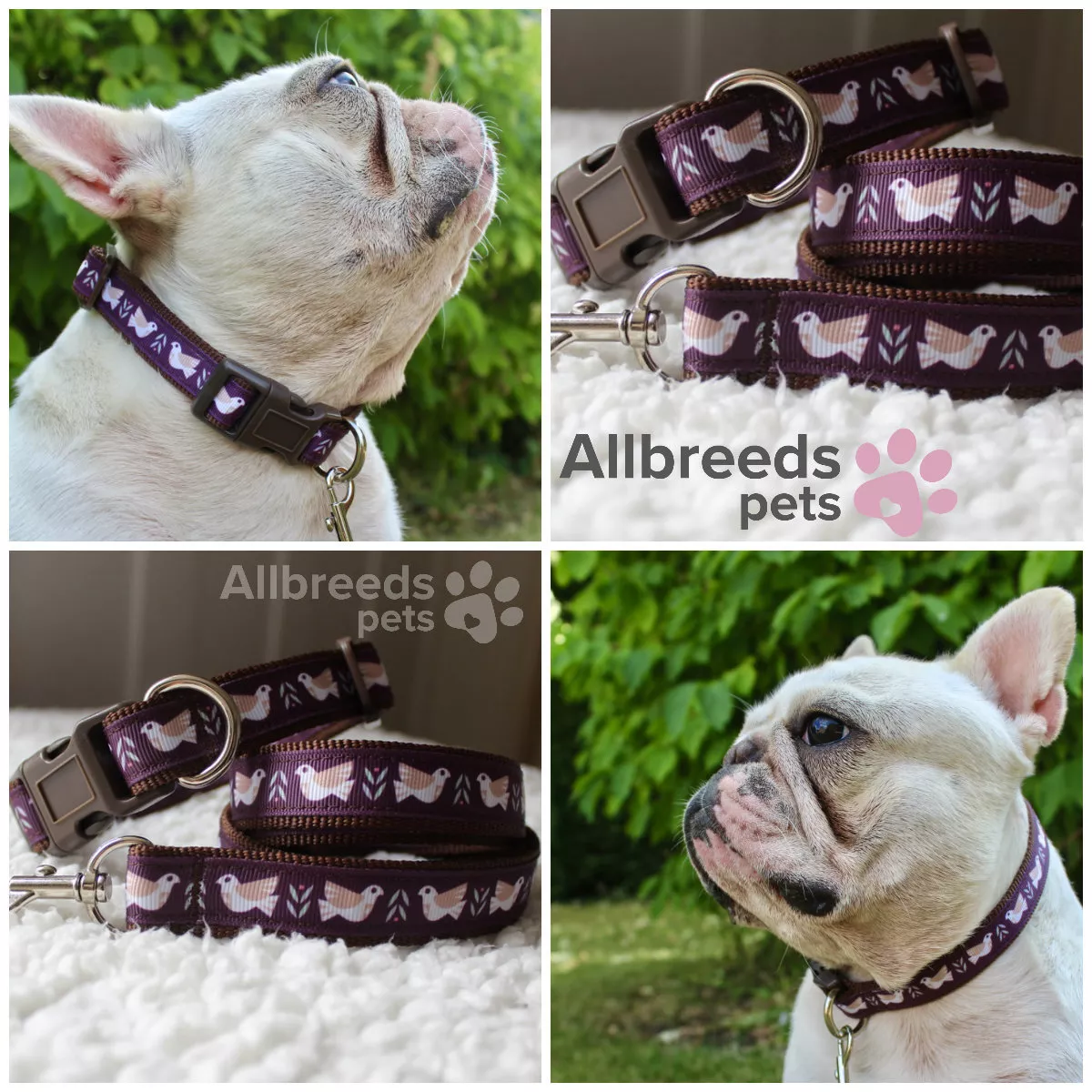 Bulldog 2024 dog collar