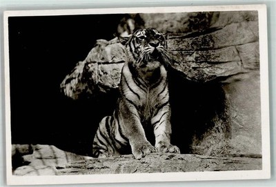 39152994 - 2000 Stellingen Ostsibirischer Tiger Zoo Hagenbeck AK