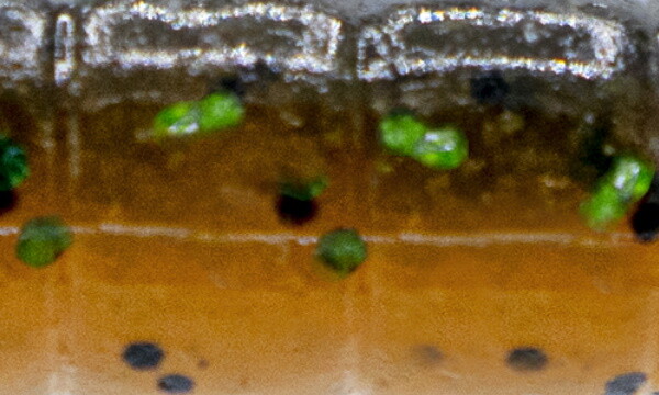 Picture 9 of 21