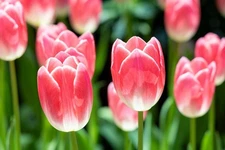 Pink Ardour Tulip Bulbs for Planting