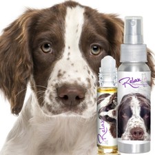 Is Your Springer Spaniel Afraid of Thunder Fireworks Try Relax Aromatherapy