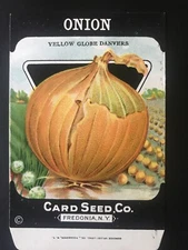 1920s Litho Antique Vintage Card Seed Co. Packet Pack Onion yellow globe unused