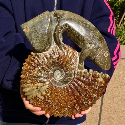 12.36LB Rare natural polished Natural conch fossil specimens of Madagascar - Picture 2 of 12