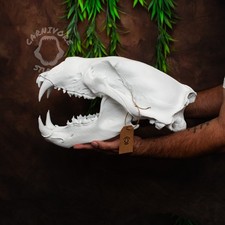 Polar Bear skull huge replica life size mount. Hand Painted bone texture finish