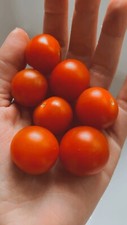 25 Homegrown Edible Large Cherry Tomato Seeds Garden Fruit USA NonGMO Organic