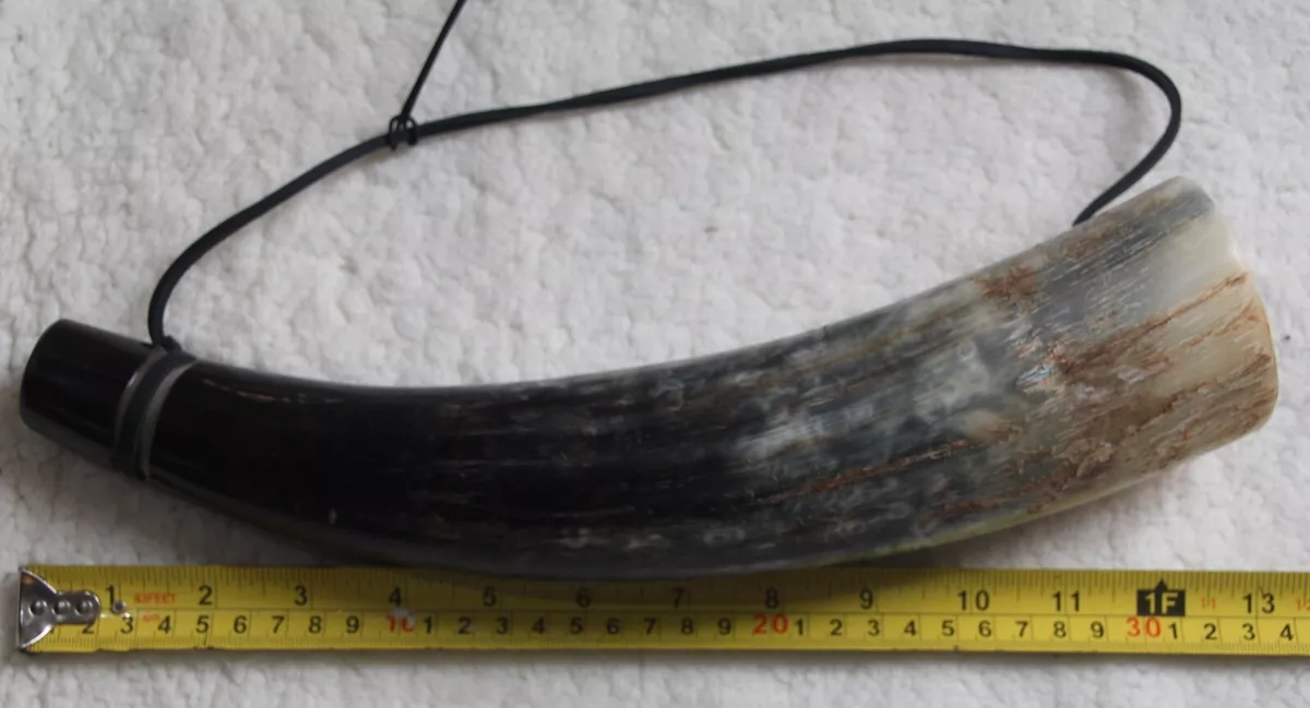 Baby Cow Horn Bugle Horn Re enactment Cow Horn