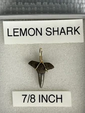FOSSILIZED 7/8 INCH LEMON SHARK  TOOTH PENDANT From Venice Florida 