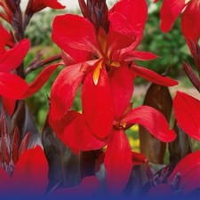 Canna Red Futurity 2L Pot Tropical Lily Garden Plant