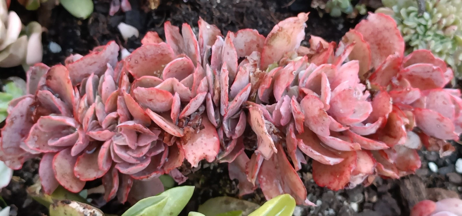 Echeveria 'Takasago No Okina crestata nice Succulent plant
Opens in a new window or tab