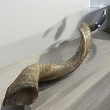 Kudu Yemenite Shofar Horn Judaica Kosher Full Natural From Israel XXL 42"-44"