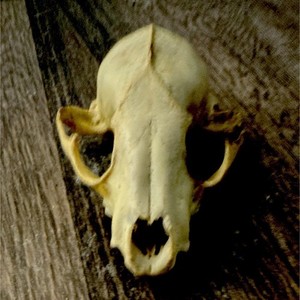 Animal Skull Bone Collectible Specimen - Collectible Bone Skull
