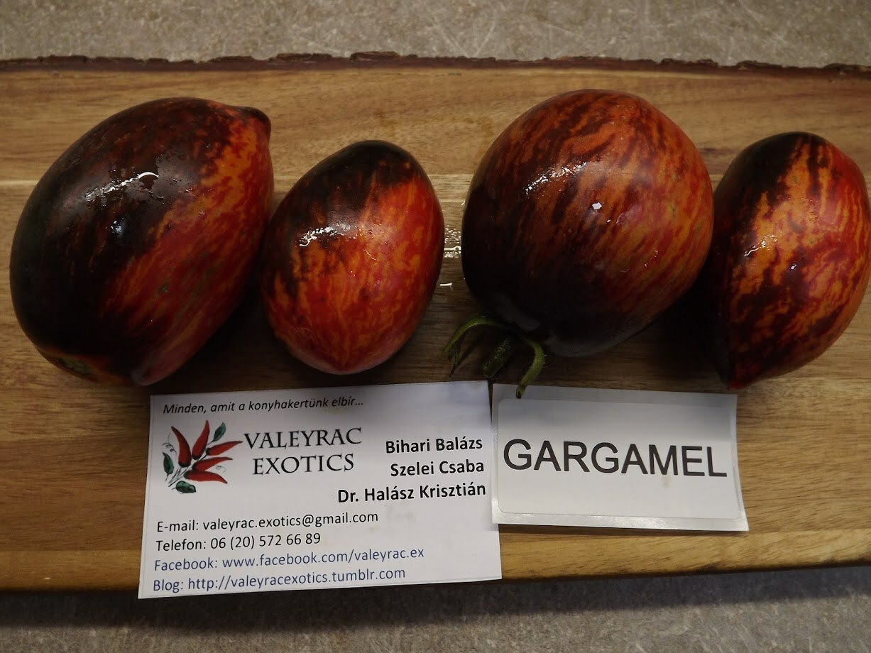 Gargamel Tomate - Tomato 5+ Samen - Saatgut - Seeds - Gemüsesamen P 265