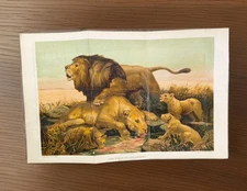 Genuine Antique 1888 Lioness And Lion Cubs Book Chromolithograph Picture print