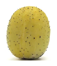 50 Lemon Cucumber Seeds - Heirloom Non-GMO USA Grown Vegetable Seeds for Plan...