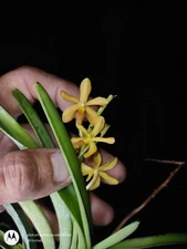 Vanda Orchid Hybrid Compact Plant Blooming Size Unique Mini Flower