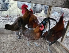 5+2 Extras Ayam Ketawa *Laughing Chicken* Hatching Eggs