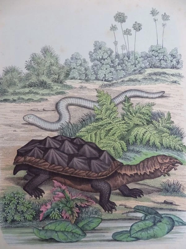 130 Grafiken Konvolut - Stahlstiche Lithographien Kupferstiche - Zoologie - 1849 - Bild 2 von 4