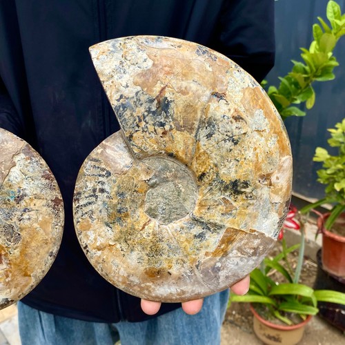 4.47LB Natural Fossil Snail Agate Fancy Cabochon Gemstones - 第 10/10 張圖片
