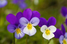 340 SEEDS - Johnny Jump-Up - Viola tricolor VIOLET - GroCo* BUY 15-SHIPS FREE