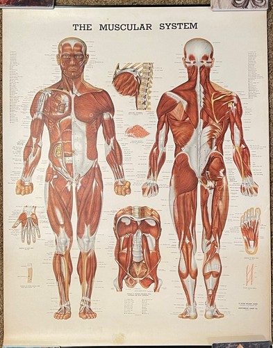 4 Antique Anatomy Posters 1947 /9 Peter Bachin Anatomical Charts 20x26 Oddities - Picture 7 of 19