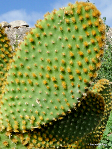 1 Esqueje de cf- Opuntia microdasys "espinas amarillas" - Envío urgente - - Imagen 2 de 5