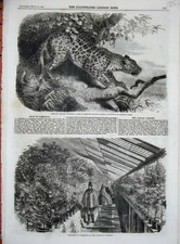 Old Antique Print 1860 African Leopard Zoological Gardens Camellias Plant 19th