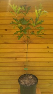 36-48-3-039-4-039-Pin-Oak-Tree-Quercus-palustris-live-tree