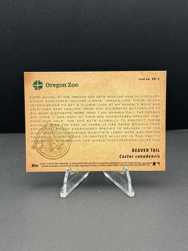 2024 Topps Allen & Ginter - Oregon Zoo X-Ray #XR-3 Beaver Tail - Picture 2 of 2